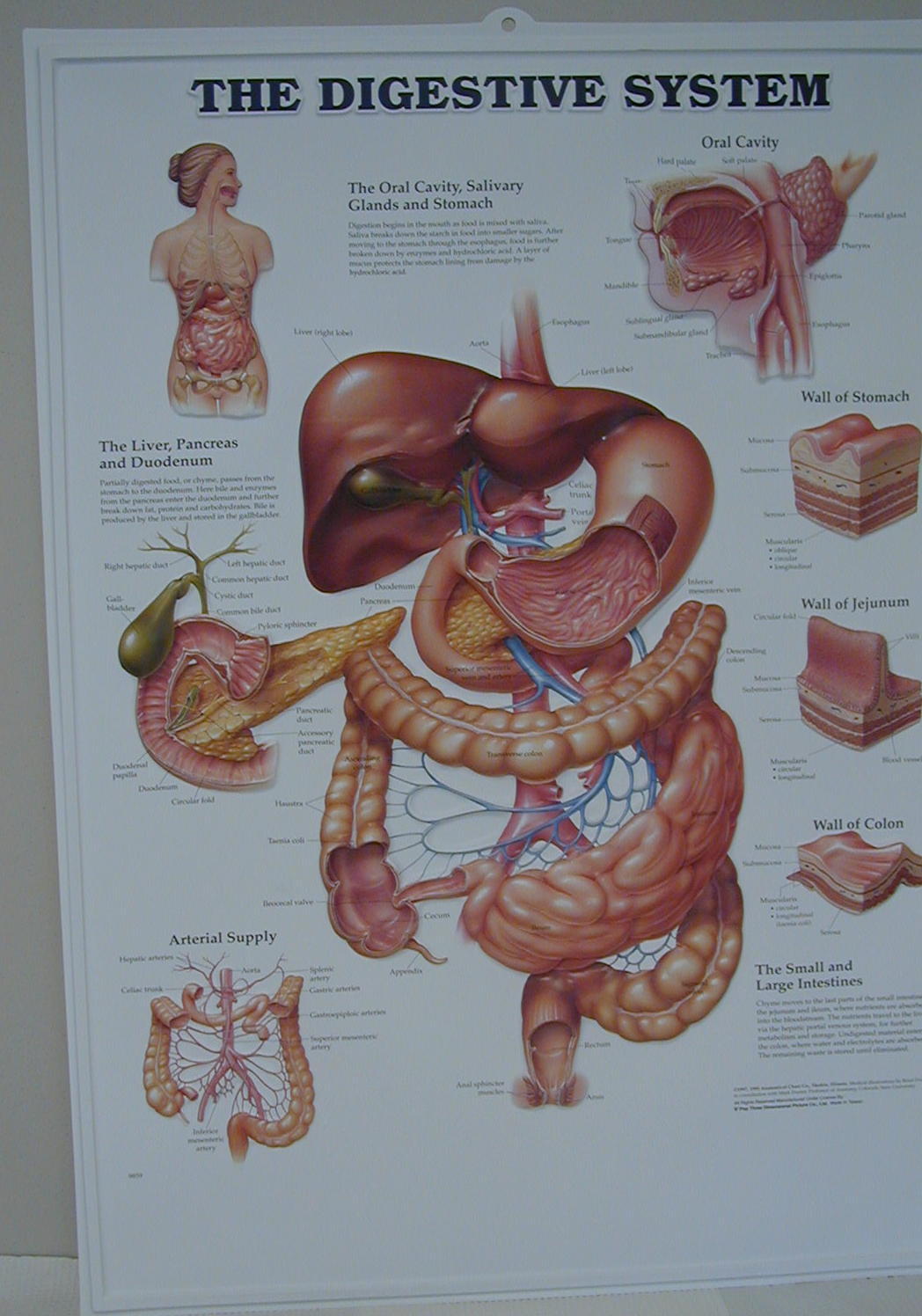 Digestive System – Origami Organelles